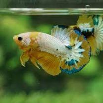 Betta sp. plakat Hellboy Yellow