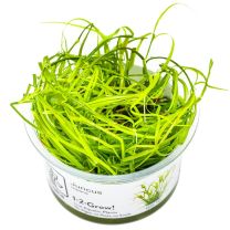Juncus repens 1-2-GROW