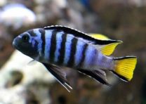 Pseudotropheus elongatus mpanga XL