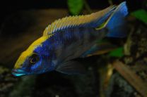 Otopharynx lithobates XL