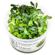 Bucephalandra sp. 'Needle Leaf' 1-2-GROW