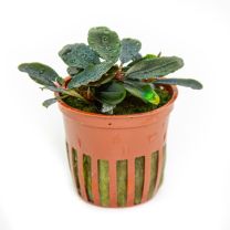 Bucephalandra sordidula 'Blue' 
