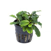 Bucephalandra pygmaea 'Bukit Kelam' - 'wavy green`