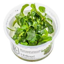 Bucephalandra pygmaea 'Bukit Kelam' 1-2-GROW