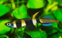 Epiplatys annulatus