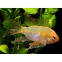 Microgeophagus ramirezi gold pikauimeline 