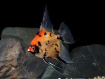 Pterophyllum scalare - koi full orange