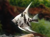Pterophyllum scalare - platinum  panda 
