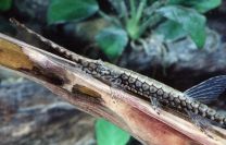 Farlowella Platorynchus XL