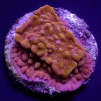 Montipora danae (premium)