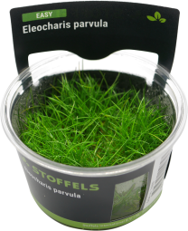 Eleocharis parvula in-vitro