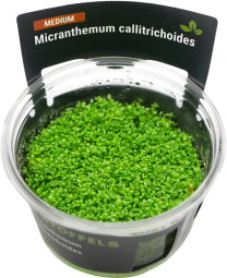 Micranthemum callitrichoides in-vitro