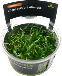 Lilaeopsis brasiliensis in-vitro