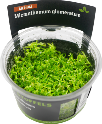 Micranthemum glomeratum in-vitro