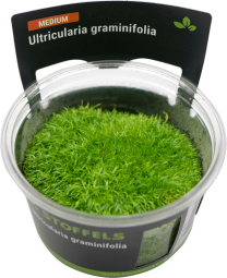 Utricularia graminifolia in-vitro