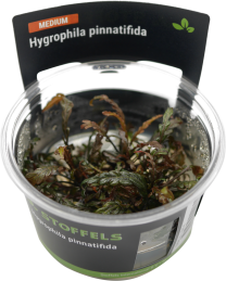 Hygrophila pinnatifida in-vitro