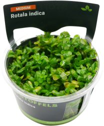 Rotala indica in-vitro (Bonsai)