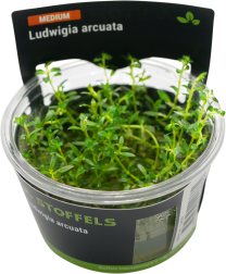 Ludwigia arcuata in-vitro