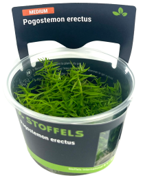 Pogostemon erectus in-vitro