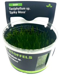 Taxiphyllum sp. 'Spiky Moss' in-vitro