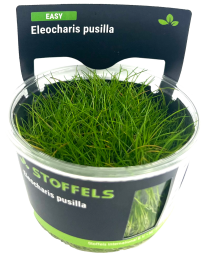 Eleocharis pusilla in-vitro