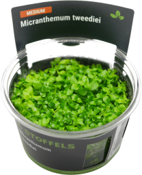 Micranthemum tweediei Monte-Carlo in-vitro 
