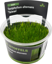 Taxiphyllum alternans in-vitro (Taiwan Moss)