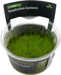 Taxiphyllum barbieri in-vitro