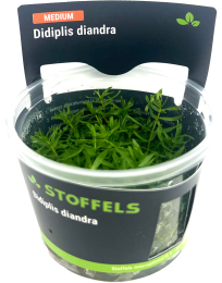 Didiplis diandra in-vitro