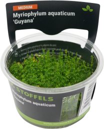 Myriophyllum aquaticum 'Guyana' in-vitro