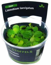 Limnobium laevigatum in-vitro