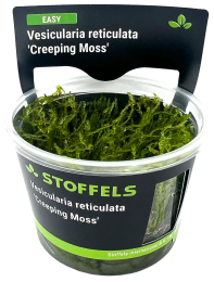 Vesicularia reticulata 'Creeping Moss' in-vitro