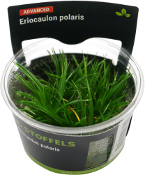 Eriocaulon cinereum polaris In-vitro