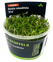 Rotala rotundifolia 'H'ra' In-vitro
