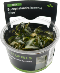 Bucephalandra brownie 'Blue' In-vitro
