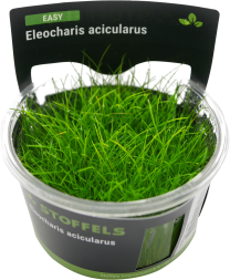 Eleocharis acicularis in-vitro