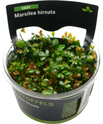 Marsilea hirsuta In-vitro