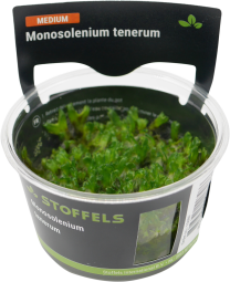 Monosolenium tenerum in-vitro