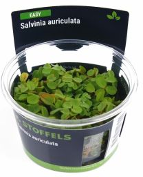 Salvinia auriculata in-vitro