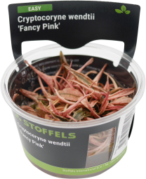 Cryptocoryne wendtii 'Fancy Pink' in-vitro
