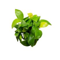 Anubias barteri var nana 'Golden' In-vitro