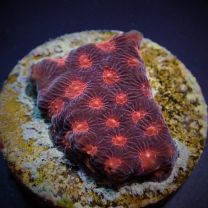 Favites spp. Red