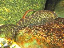 Pseudogastromyzon Cheni
