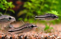 Corydoras pygmaeus