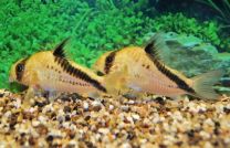 Corydoras Melini