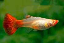 Poecilia reticulata, guppy emane