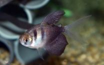 Gymnocorymbus ternetzi - long fin