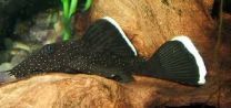 Ancistrus dolichopterus L183