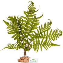 Terrario Fern 32x15x32 cm