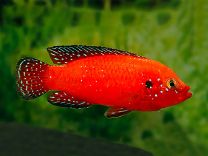 Hemichromis Exsul M